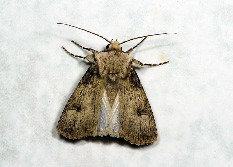 Noctuidae